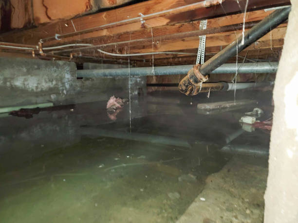 Best Basement water damage restoration  in Holstein, IA